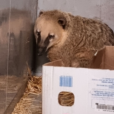 Cali - Rode neusbeer - De Zonnegloed - Dierenpark - Dieren opvangcentrum - Sanctuary