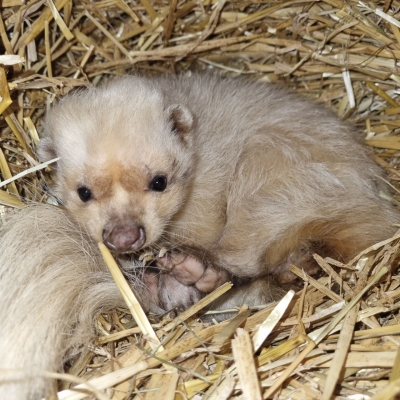 Orlando - Gestreept stinkdier - De Zonnegloed - Dierenpark - Dieren opvangcentrum - Sanctuary