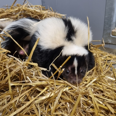 Charlotte - Gestreept stinkdier - De Zonnegloed - Dierenpark - Dieren opvangcentrum - Sanctuary