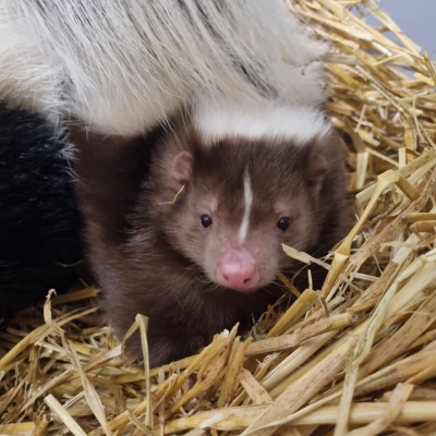 Phoenix - Gestreept stinkdier - De Zonnegloed - Dierenpark - Dieren opvangcentrum - Sanctuary