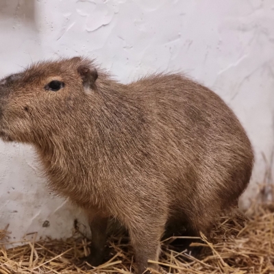 José - Capibara - De Zonnegloed - Dierenpark - Dieren opvangcentrum - Sanctuary