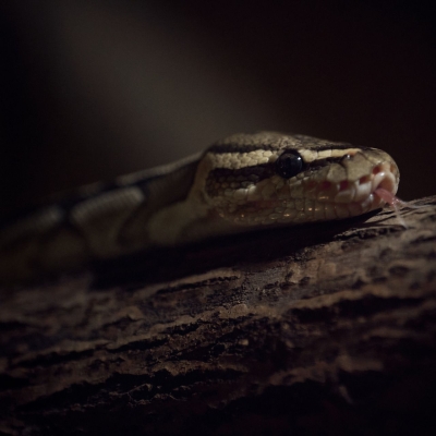 Dumerils Madagaskar-boa - De Zonnegloed - Dierenpark - Dieren opvangcentrum - Sanctuary