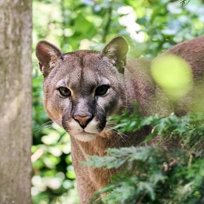 Poema - De Zonnegloed - Dierenpark - Dieren opvangcentrum - Sanctuary