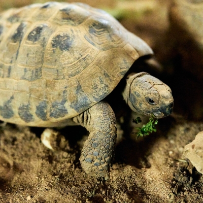Griekse landschildpad - De Zonnegloed - Dierenpark - Dieren opvangcentrum - Sanctuary