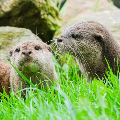 Aziatische kleinklauwotter - De Zonnegloed - Dierenpark - Dieren opvangcentrum - Sanctuary