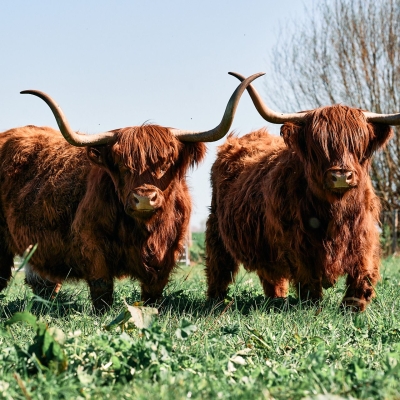 Schotse Hooglander - De Zonnegloed - Dierenpark - Dieren opvangcentrum - Sanctuary