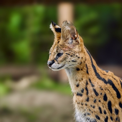 Serval - De Zonnegloed - Dierenpark - Dieren opvangcentrum - Sanctuary