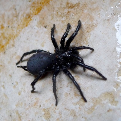 Spanish funnel-web spider - De Zonnegloed - Animal park - Animal refuge centre 