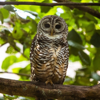 Roodpootbosuil - De Zonnegloed - Dierenpark - Dieren opvangcentrum - Sanctuary