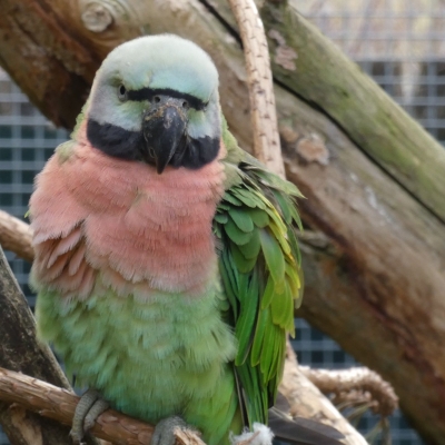 Red-breasted parakeet - De Zonnegloed - Animal park - Animal refuge centre 