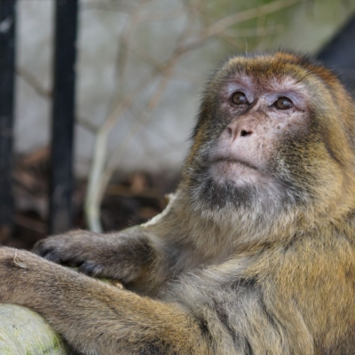 Aziza - Macaque de Barbarie - De Zonnegloed - Refuge pour animaux