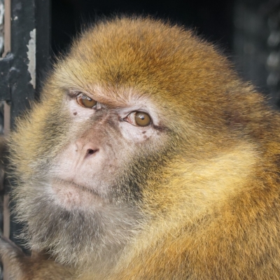 Capsien - Macaque de Barbarie - De Zonnegloed - Refuge pour animaux