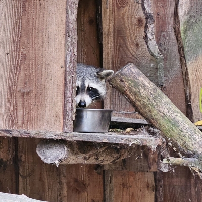 Jefke - Wasbeer - De Zonnegloed - Dierenpark - Dieren opvangcentrum - Sanctuary