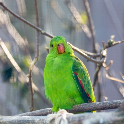 Regent parrot - De Zonnegloed - Animal park - Animal refuge centre 
