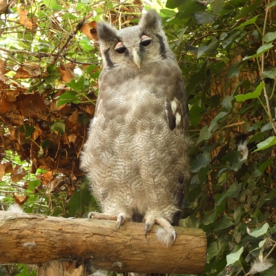 Verreaux' oehoe - De Zonnegloed - Dierenpark - Dieren opvangcentrum - Sanctuary