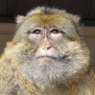 Quart - Macaque de Barbarie - De Zonnegloed - Refuge pour animaux