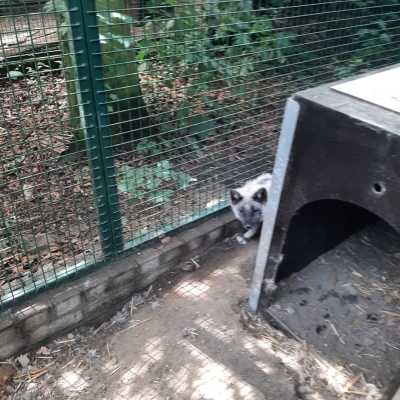 Lykke - Poolvos - De Zonnegloed - Dierenpark - Dieren opvangcentrum - Sanctuary