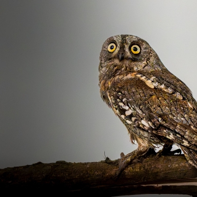 Petit-duc scops - De Zonnegloed - Refuge pour animaux