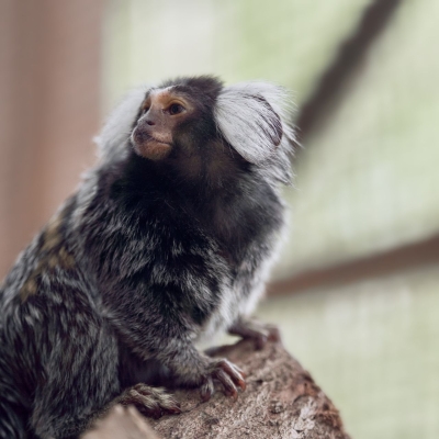 Witoorpenseelaap - De Zonnegloed - Dierenpark - Dieren opvangcentrum - Sanctuary