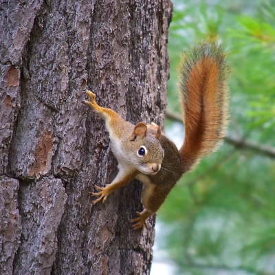 American red squirrel - De Zonnegloed - Animal park - Animal refuge centre 