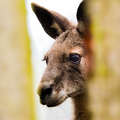Grijze reuzenkangoeroe - De Zonnegloed - Dierenpark - Dieren opvangcentrum - Sanctuary
