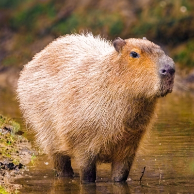 Capibara - De Zonnegloed - Dierenpark - Dieren opvangcentrum - Sanctuary