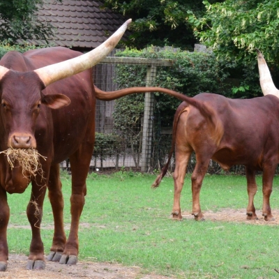 Ankole-Watusi - De Zonnegloed - Animal park - Animal refuge centre 