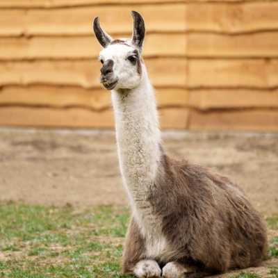 Lama - De Zonnegloed - Dierenpark - Dieren opvangcentrum - Sanctuary