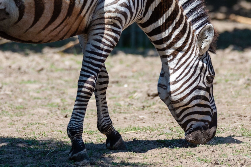 Zebra Legs