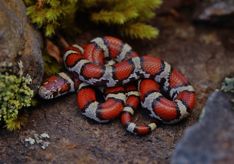 AMPOULE ROUGE SNAKE - NOCTURNA