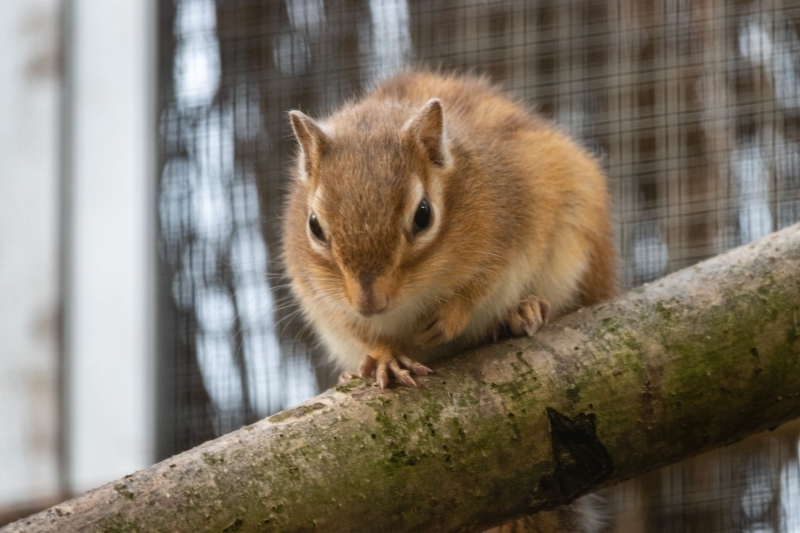 Siberian chipmunk - De Zonnegloed - Animal park - Animal refuge centre 