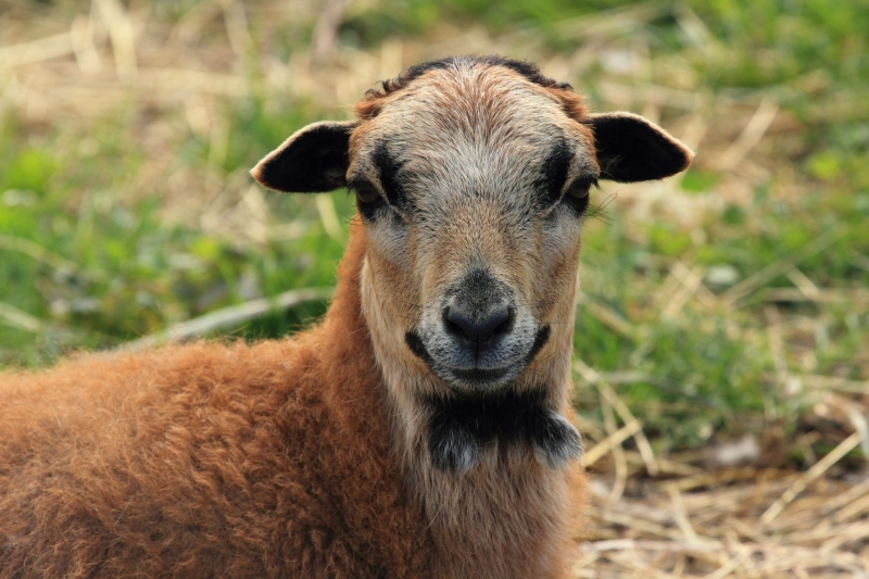 Mouton du Cameroun - De Zonnegloed - Refuge pour animaux