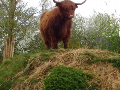 05/04/2019 nieuwe weide hooglanders
