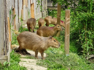 15/05/2016 - 8 capibara's opgevangen.