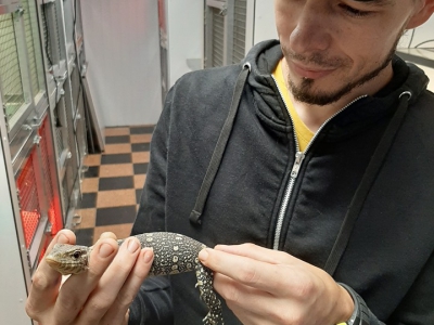 17/09/2019 jonge nijlvaraan opgevangen.