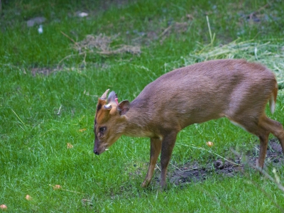 22/08/2019 nieuwe dieren vinden rust in De Zonnegloed