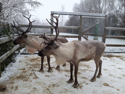 23/12/2017 - Onze rendieren in de belangstelling