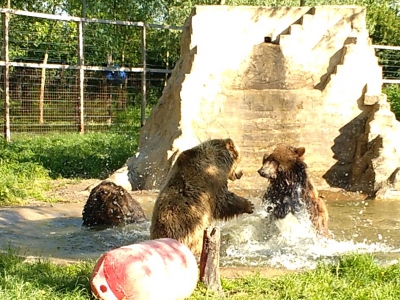 25/05/2019 de beren zijn samen