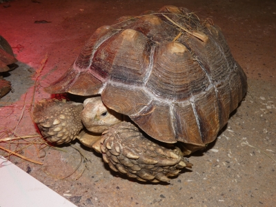 Afrikaanse sporenschildpadden opgevangen