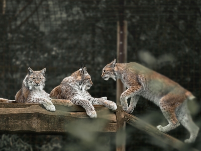 Dierenwelzijn en de Vijf Vrijheden: De Toewijding van De Zonnegloed