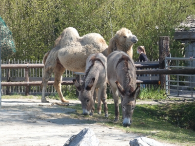Kamelen en amiatina ezels samengevoegd