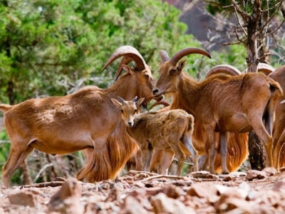 Manenschapen opgevangen