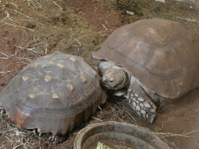 Samenvoeging Afrikaanse sporenschildpad