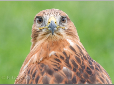 Samenvoeging Arendbuizerd Buteo en Abu