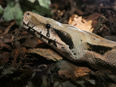 Samenvoeging python en boa