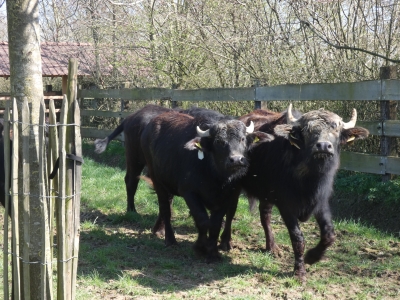 Waterbuffels voor het eerst op hun weide