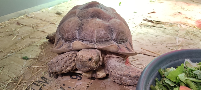 Afrikaanse Sporenschildpadden opgevangen